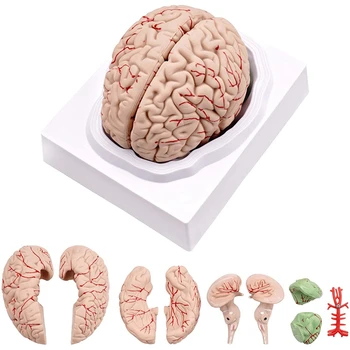 המוח האנושי דגם,גודל חיים של מוח האדם אנטומיה דגם עם תצוגת הבסיס למדע בכיתה המחקר וההוראה תצוגה