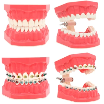 שיניים 1:1 השיניים מודל רפואת שיניים צחצוח להשתמש בחוט דנטלי תרגול לומדת הוראה דגם FalseTeeth M7010-1 שיניים תותבות M7010-2